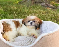 AKC Flower , a female Shih Tzu for sale in Syracuse, IN – 1 of 10