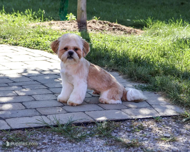 AKC Fox  – Shih Tzu puppy for sale in Syracuse, IN