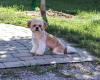 AKC Fox , a male Shih Tzu for sale in Syracuse, IN – 1 of 10