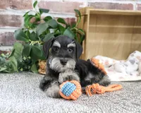 AKC Jonah, a male Miniature Schnauzer for sale in Syracuse, IN – 4 of 10