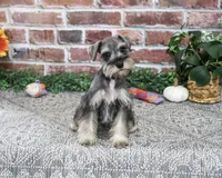 AKC Dior, a female Miniature Schnauzer for sale in Syracuse, IN – 3 of 10