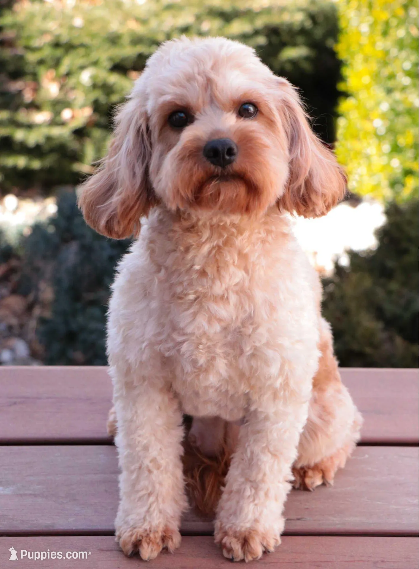 F1B Rose , a female Cavapoo for sale in Syracuse, IN – Photo 7 of 8