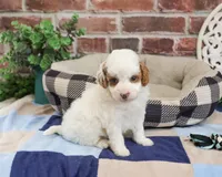F1B Biscuit, a male Cavapoo for sale in Syracuse, IN – 4 of 5