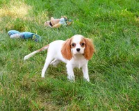 AKC Khalil, a male Cavalier King Charles Spaniel for sale in Syracuse, IN – 7 of 10