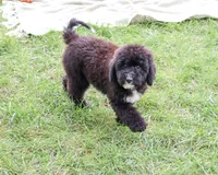 F1B Wrenly, a female Saint Berdoodle for sale in Syracuse, IN – 5 of 10