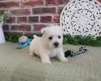 AKC Wallace , a male West Highland White Terrier for sale in Syracuse, IN – 2 of 7