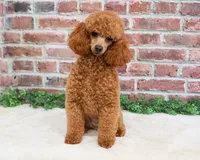 Bella, a female Poodle - Miniature  for sale in Syracuse, IN – 2 of 2