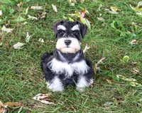 AKC Jefferson, a male Miniature Schnauzer for sale in Syracuse, IN – 5 of 6