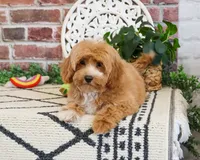 F1B Latte, a female Cavapoo for sale in Syracuse, IN – 2 of 4