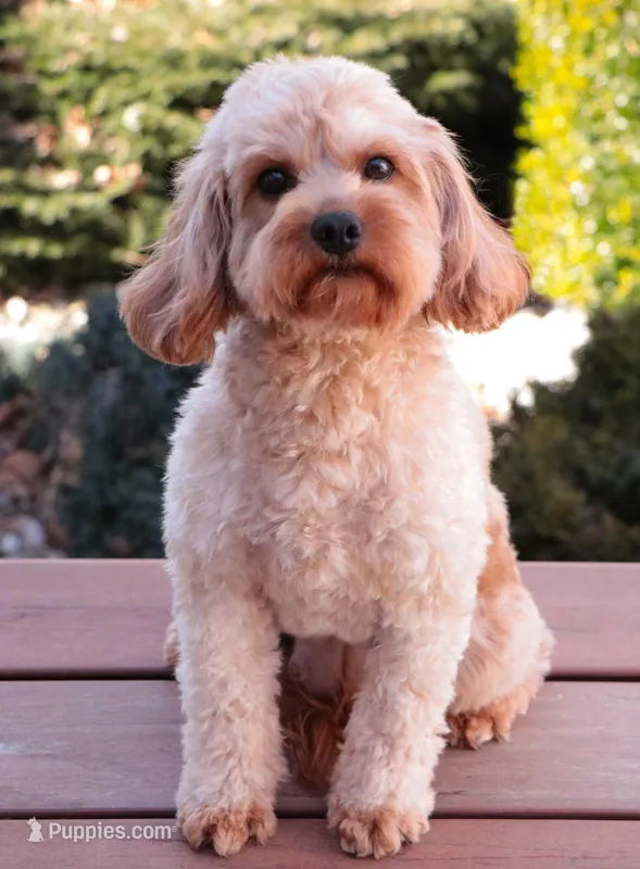 Cora  – Cavapoo puppy for sale in Syracuse, IN