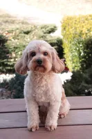 Cora , a female Cavapoo for sale in Syracuse, IN – 2 of 3