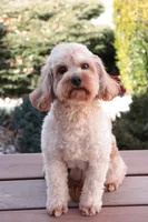 Cora , a female Cavapoo for sale in Syracuse, IN – 3 of 3