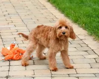 F1B Carson, a male Cavapoo for sale in Syracuse, IN – 2 of 9