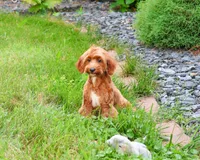 F1B Kelsie , a female Cavapoo for sale in Syracuse, IN – 3 of 10