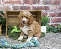 F1B Lenny, a male Goldendoodle for sale in Syracuse, IN – 2 of 4