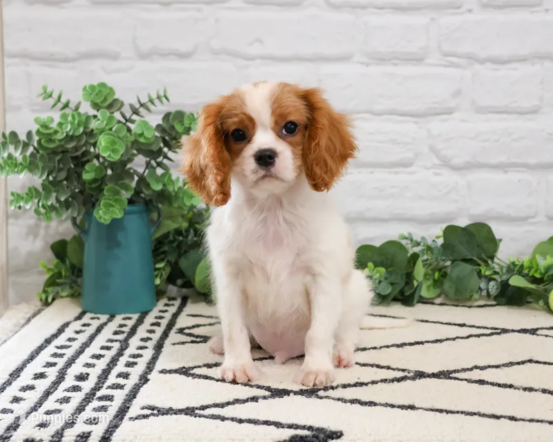 AKC Keanu  – Cavalier King Charles Spaniel puppy for sale in Syracuse, IN