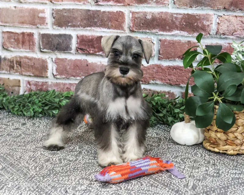 AKC Draya – Miniature Schnauzer puppy for sale in Syracuse, IN