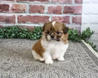 AKC Belle, a female Shih Tzu for sale in Syracuse, IN – 4 of 5