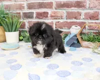 AKC Manny , a male Shih Tzu for sale in Syracuse, IN – 4 of 5