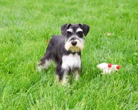 AKC Azriel, a male Miniature Schnauzer for sale in Syracuse, IN – 3 of 10