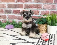 AKC Taylor , a female Miniature Schnauzer for sale in Syracuse, IN – 5 of 5