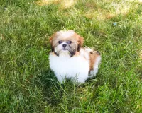 AKC Flower , a female Shih Tzu for sale in Syracuse, IN – 4 of 10