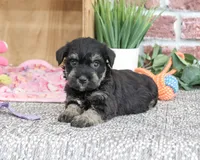 AKC Tessa , a female Miniature Schnauzer for sale in Syracuse, IN – 1 of 6