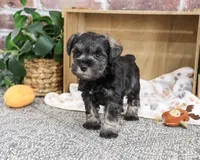 AKC Truman, a male Miniature Schnauzer for sale in Syracuse, IN – 5 of 5