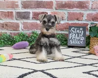 AKC Ava, a female Miniature Schnauzer for sale in Syracuse, IN – 2 of 5