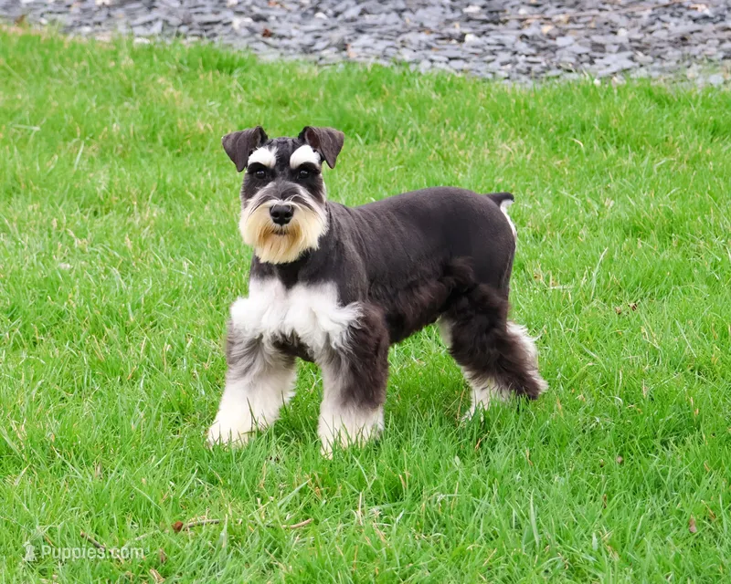 AKC Jasper  – Miniature Schnauzer puppy for sale in Syracuse, IN