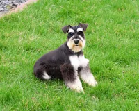 AKC Jasper , a male Miniature Schnauzer for sale in Syracuse, IN – Photo 5 of 7