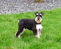 AKC Jasper , a male Miniature Schnauzer for sale in Syracuse, IN – Photo 4 of 7