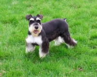 AKC Jasper , a male Miniature Schnauzer for sale in Syracuse, IN – Photo 2 of 7