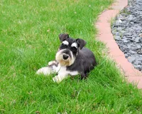 AKC Jasper , a male Miniature Schnauzer for sale in Syracuse, IN – Photo 3 of 7