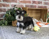 AKC Jacob, a male Miniature Schnauzer for sale in Syracuse, IN – 2 of 10