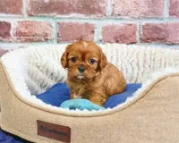 AKC Digger, a male Cavalier King Charles Spaniel for sale in Syracuse, IN – 2 of 5