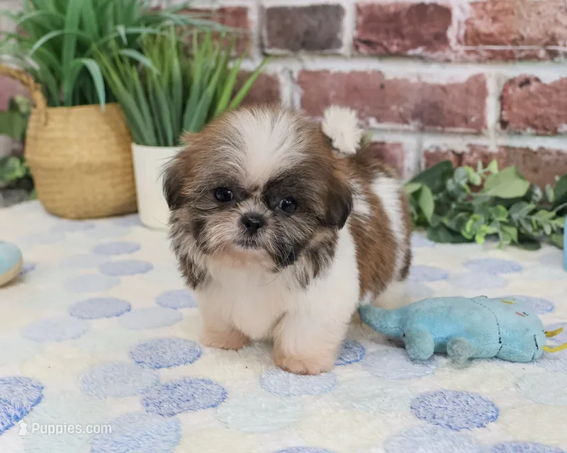 AKC Sid  – Shih Tzu puppy for sale in Syracuse, IN