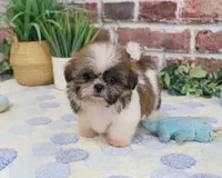 AKC Sid , a male Shih Tzu for sale in Syracuse, IN – 1 of 5