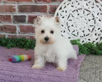 AKC Caroline, a female West Highland White Terrier for sale in Syracuse, IN – 1 of 8