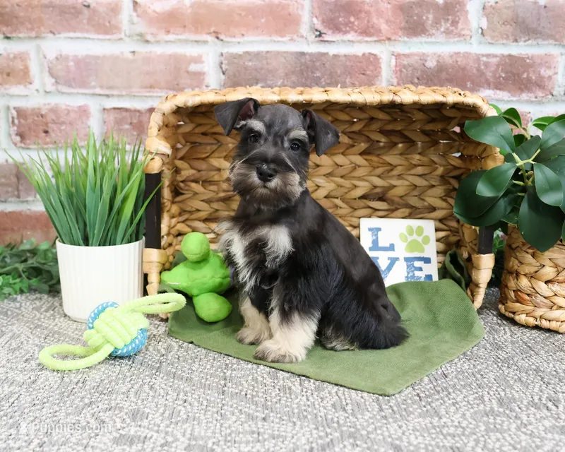 AKC Boomer  – Miniature Schnauzer puppy for sale in Syracuse, IN