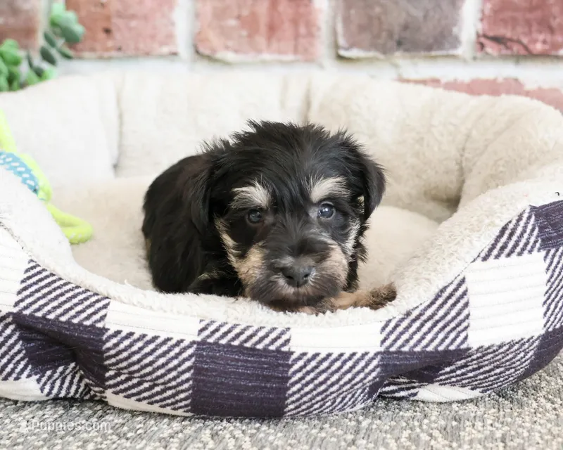 AKC Boomer  – Miniature Schnauzer puppy for sale in Syracuse, IN