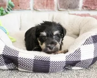 AKC Boomer , a male Miniature Schnauzer for sale in Syracuse, IN – Photo 1 of 6