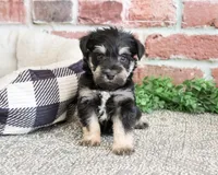AKC Boomer , a male Miniature Schnauzer for sale in Syracuse, IN – Photo 5 of 6