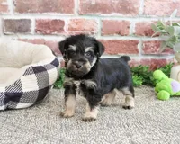 AKC Boomer , a male Miniature Schnauzer for sale in Syracuse, IN – Photo 3 of 6