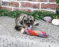 AKC Draya, a female Miniature Schnauzer for sale in Syracuse, IN – 4 of 5