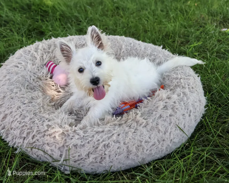 AKC Bonnie – West Highland White Terrier puppy for sale in Syracuse, IN