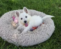 AKC Bonnie, a female West Highland White Terrier for sale in Syracuse, IN – 5 of 10