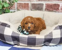 F1B Strudel, a male Cavapoo for sale in Syracuse, IN – 6 of 6