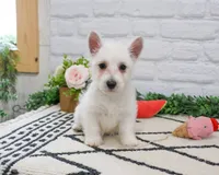 AKC Quincey , a female West Highland White Terrier for sale in Syracuse, IN – 6 of 10