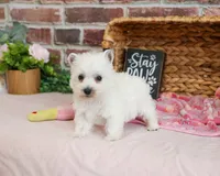 Caroline, a female West Highland White Terrier for sale in Syracuse, IN – 5 of 7